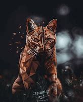 Image result for Cool Cat Edit