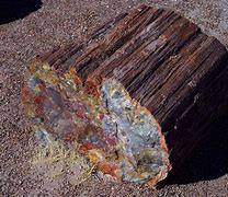 Image result for Petrified Forest Plants