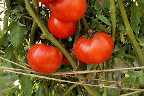 Image result for Pink Beefsteak Tomatoes