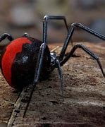 Image result for Redback Spider USA