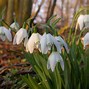 Image result for Galanthus Lady Beatrix Stanley