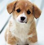 Image result for Cute Baby Dogs