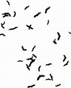 Image result for Bat Swarm PNG