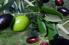Image result for aceitunio