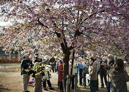 Image result for Yoyogi Park in April