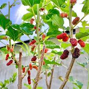 Image result for Pokok Mulberry