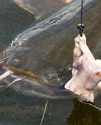 Image result for Fish Hooks Catfish