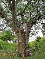 Image result for Guanacaste Baum