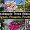 Image result for flowering crabapple apples trees blossom