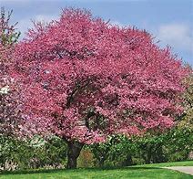 Image result for Radiant Crabapple Tree