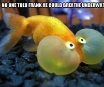 Image result for Smiling Fish Meme