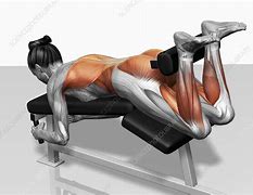 Image result for Lever Lying Leg Curl