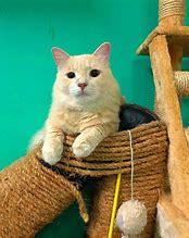 Image result for Two-Legged Cat Meme