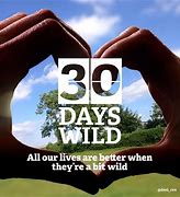 Image result for 30 Days Wild Certificate