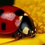 Image result for Cute Real Bugs