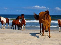 Image result for Wild Horses in Maryland