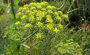 Image result for Foeniculum vulgare