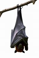 Image result for Hanging Bat Images