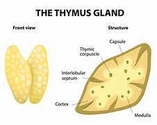 Image result for Thymus (overige soorten : zie hoofdstuk)