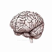 Image result for Human Brain Photo Medical