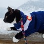 Image result for My Cat Adventure Walking