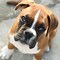 Image result for Pitbull Mix with Boxer Brown