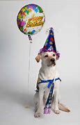 Image result for Happy Birthday Tomorrow Dog