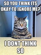 Image result for Ignore the Cat Meme