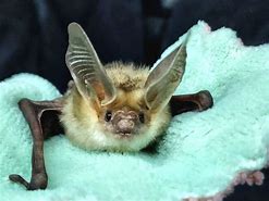 Image result for The Pallid Bat