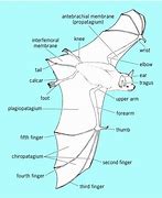 Image result for Bat Wing Shaped as a V