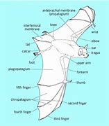 Image result for Bat Wing Membrane