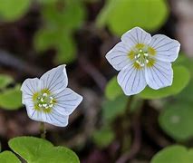 Image result for qcetosilla