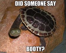 Image result for Turtle Tank Meme