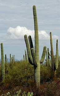 Image result for Saguaro Desert Cactus Plants