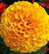 Image result for Yellow Flower Photos
