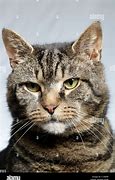 Image result for Grumpy Taby Cat