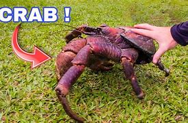 Image result for Largest Spider Crab Ever