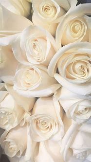 Image result for White Rose Wallpaper iPhone