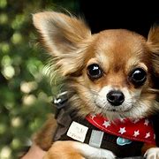 Image result for 10 Best Dog Breeds