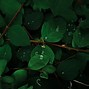 Image result for 4K Wallpaper Leaves Wall