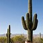 Image result for Largest Saguaro Cactus