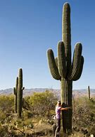 Image result for Sonoran Desert Cactus