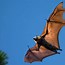 Image result for Witch Bat Baby's