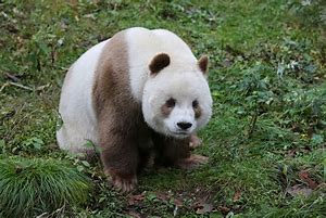 Image result for Brown Panda Bear