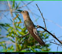 Image result for Patagona Trochilidae