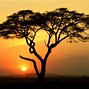 Image result for Acacia Trees Kenya