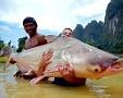 Image result for World Largest Catfish