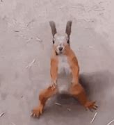 Image result for Squirrel Dancing Meme GIF