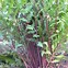 Image result for Hydrangea macrophylla Cote dAzur