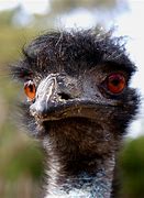 Image result for emu